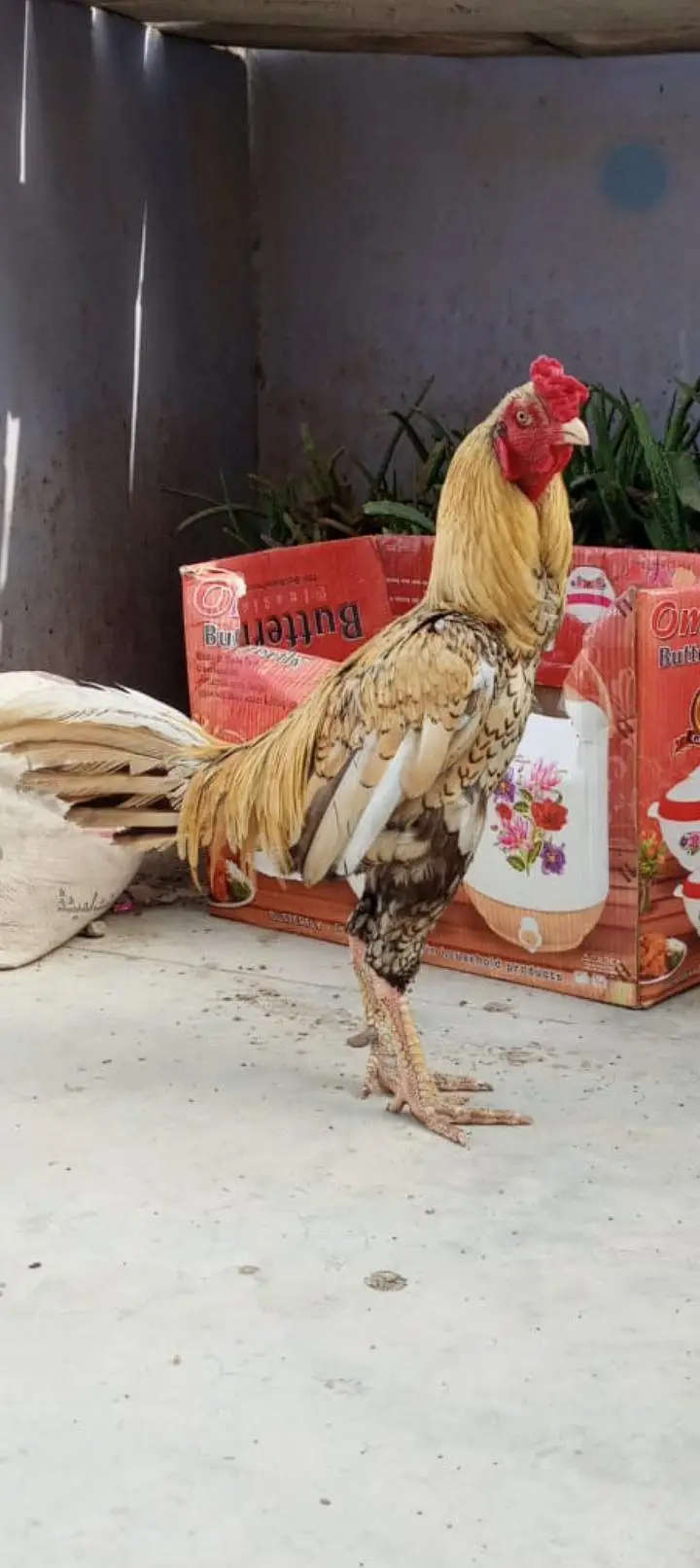 2 male available for sale location north karachi — photo 3