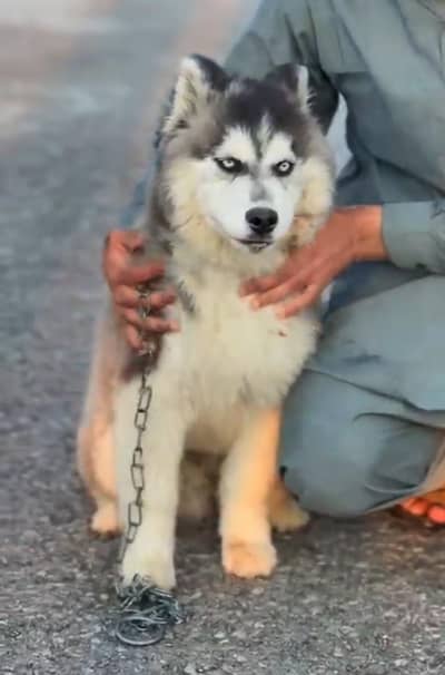 Blue Eyed Siberian Husky Male for Sale