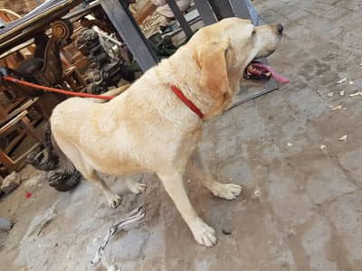 Labrador female for sale