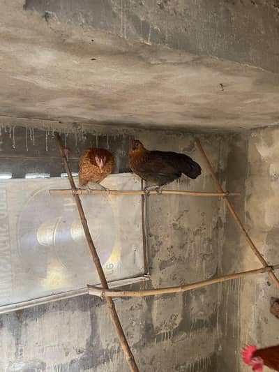 4 month daisi hens available price finl h jisko smj ay whi rabta kry