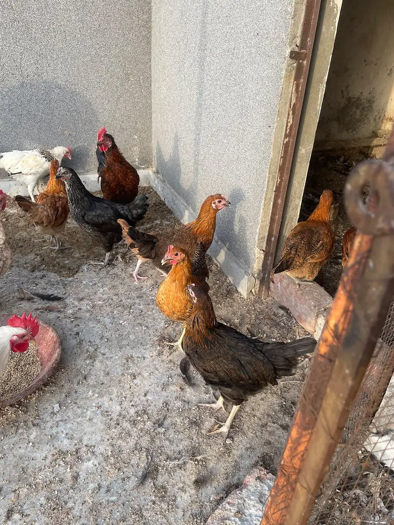 4 month daisi hens available price finl h jisko smj ay whi rabta kry — photo 2