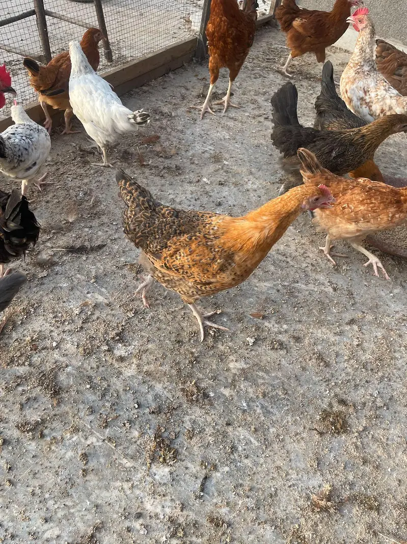 4 month daisi hens available price finl h jisko smj ay whi rabta kry — photo 3