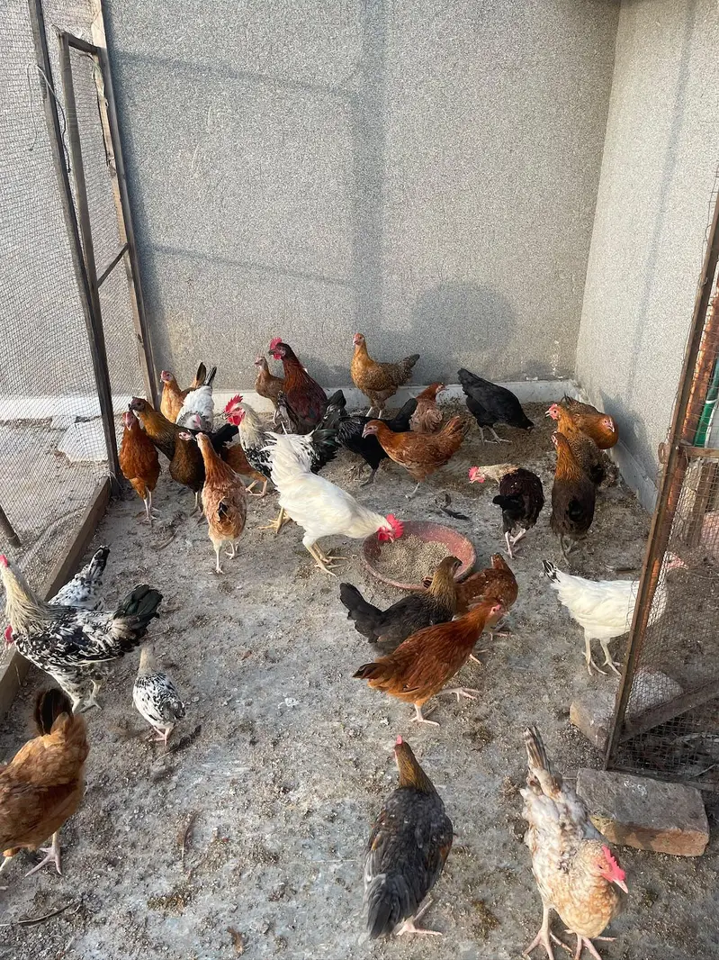 4 month daisi hens available price finl h jisko smj ay whi rabta kry — photo 4