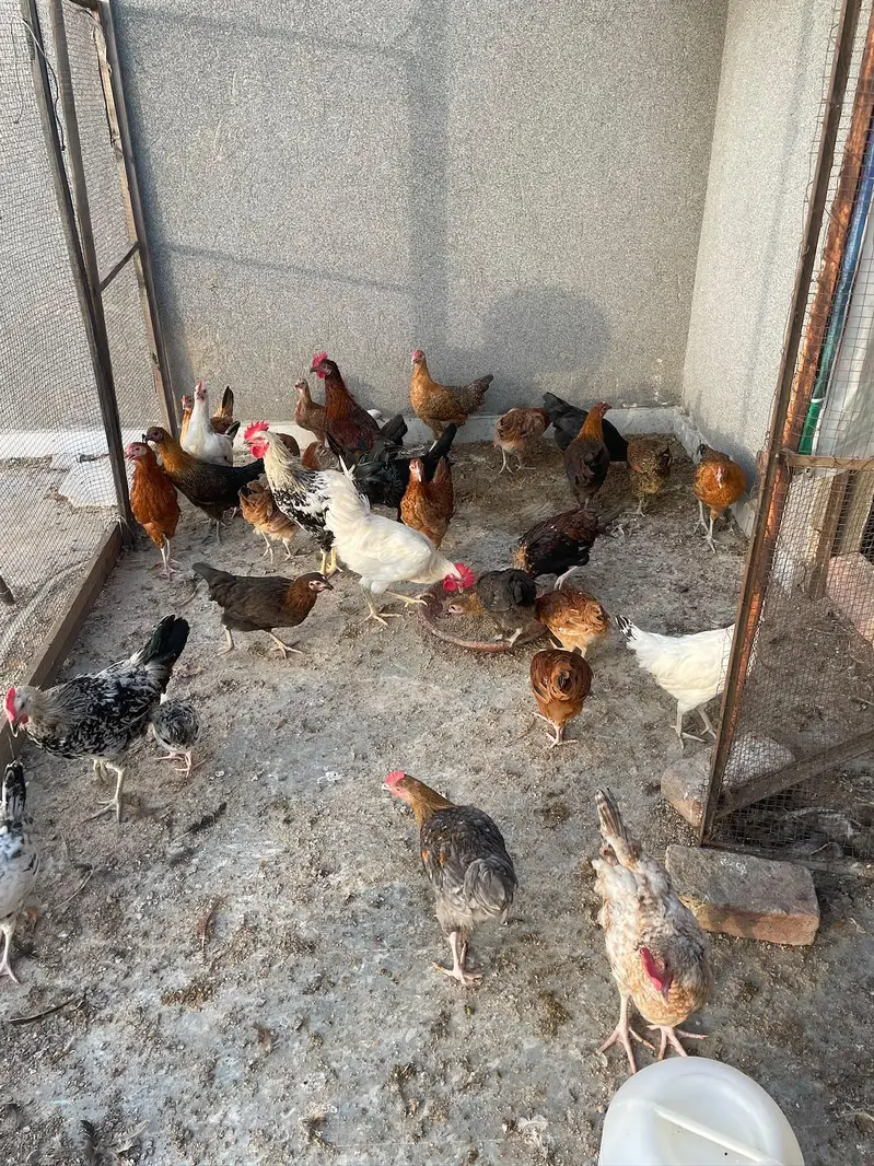 4 month daisi hens available price finl h jisko smj ay whi rabta kry — photo 5