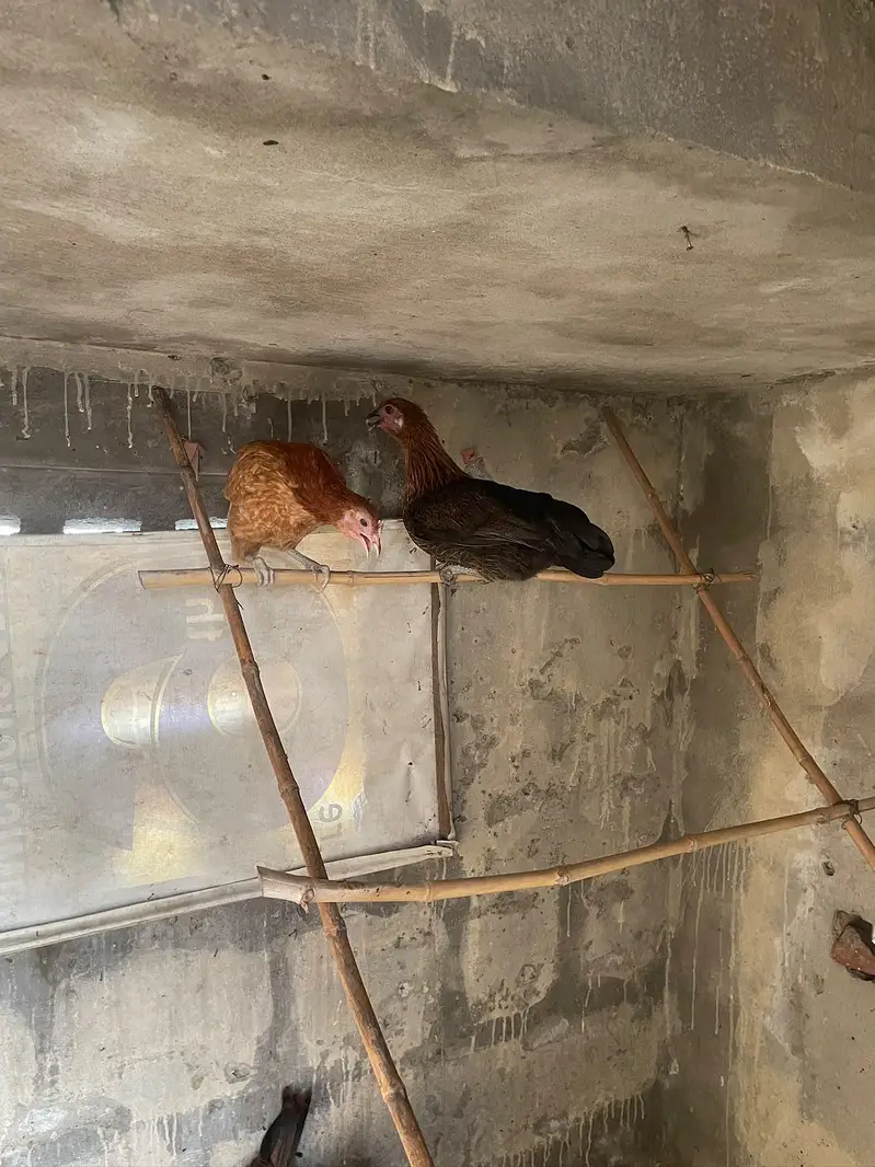 4 month daisi hens available price finl h jisko smj ay whi rabta kry — photo 6