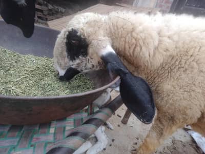 Desi Sheep With Kid