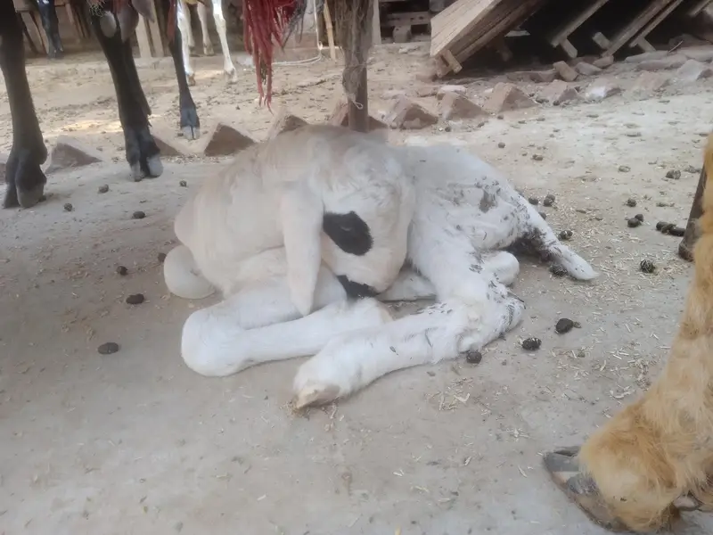 Desi Sheep With Kid — photo 2