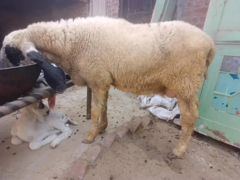 Desi Sheep With Kid — photo 3