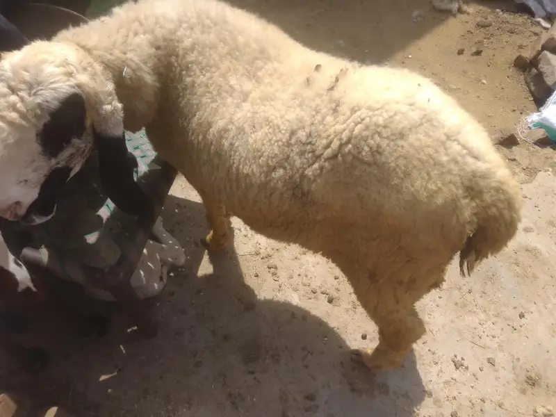Desi Sheep With Kid — photo 4