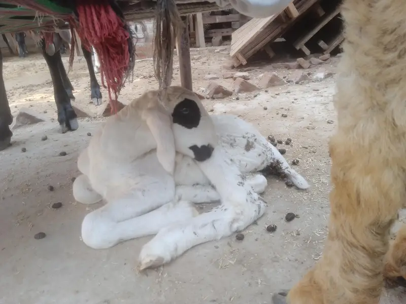 Desi Sheep With Kid — photo 5