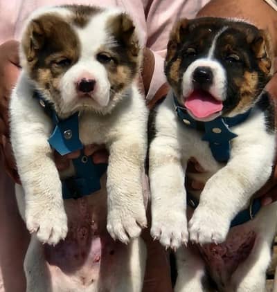 ​Top Quality King Alabai Puppies Pair - 2 Months Old