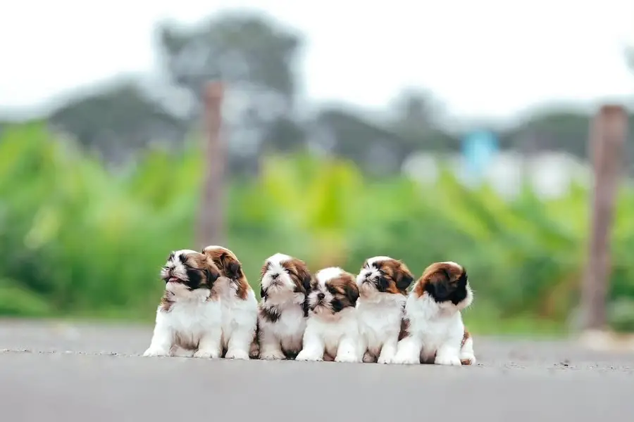 shitzu puppies available — photo 2