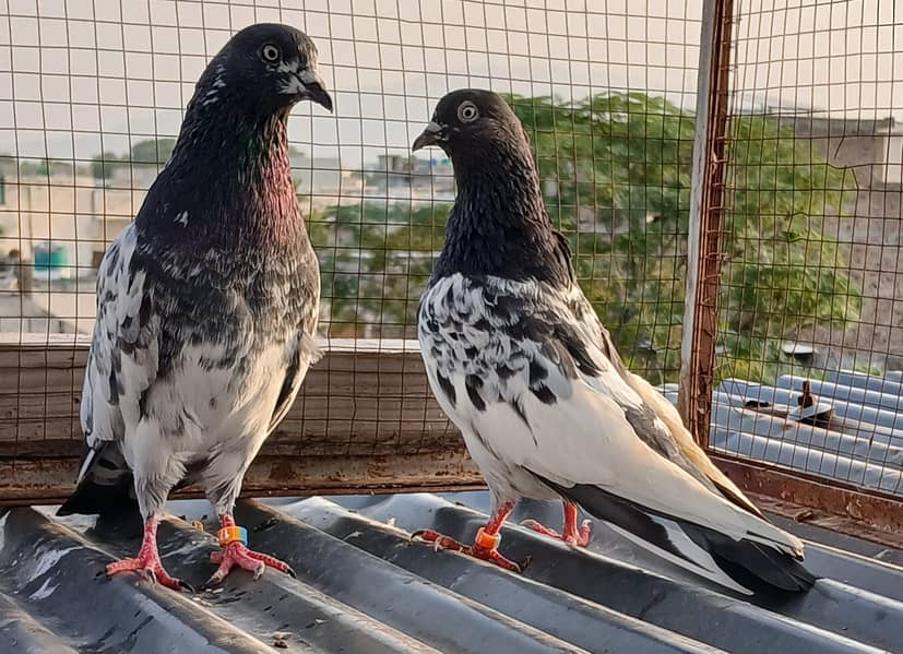 ferozpuri /  zeraa pair 0