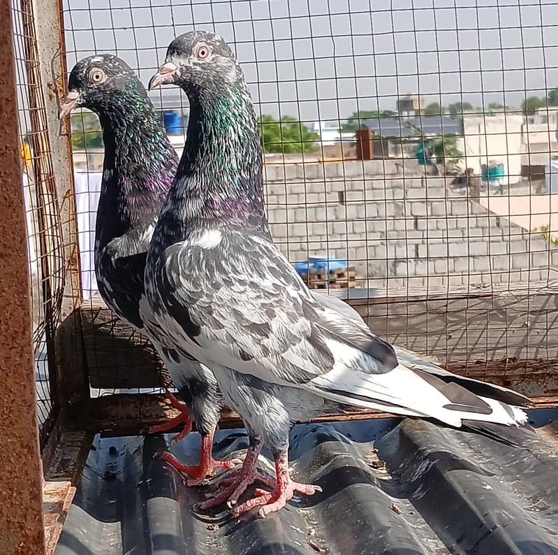 ferozpuri /  zeraa pair 1