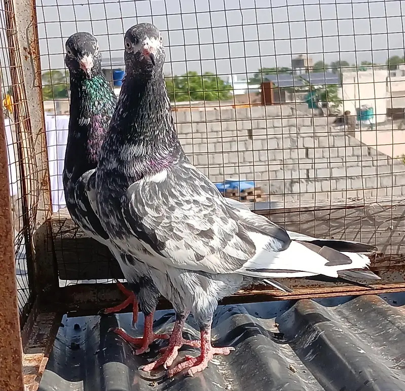 ferozpuri / Rampori /  zery  / Indian surkha pairs — photo 5