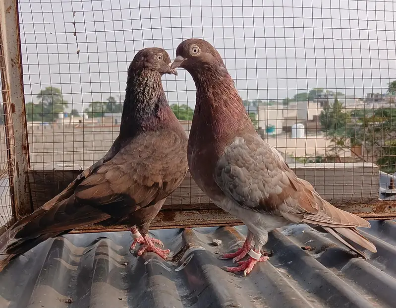 ferozpuri / Rampori /  zery  / Indian surkha pairs — photo 7