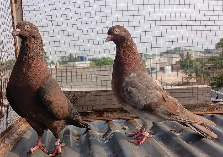 ferozpuri / Rampori /  zery  / Indian surkha pairs — photo 8