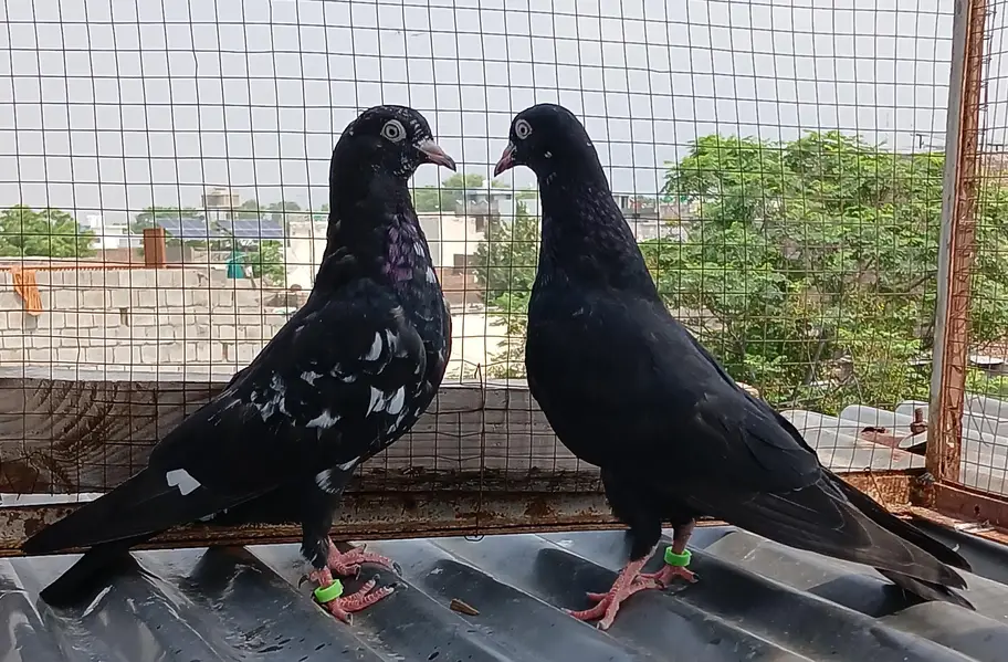 ferozpuri / Rampori /  zery  / Indian surkha pairs — photo 10