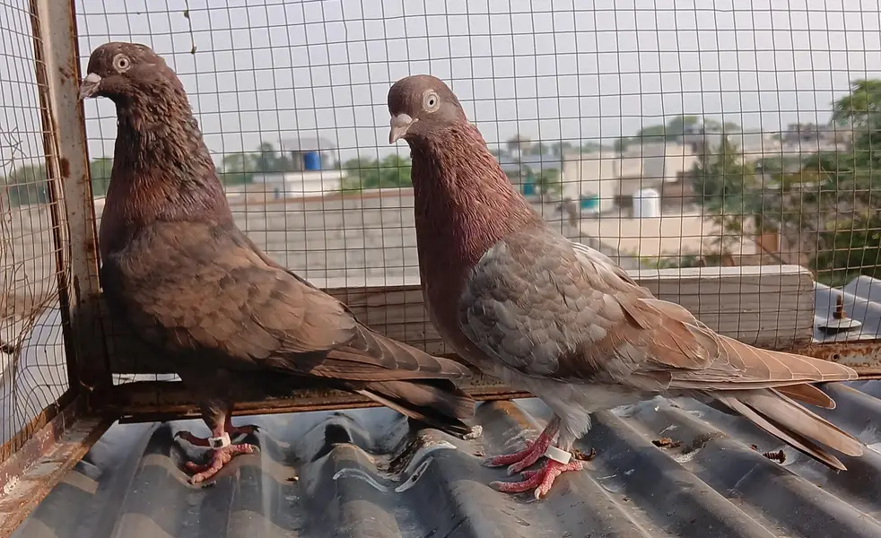 ferozpuri / Rampori /  zery  / Indian surkha pairs — photo 12