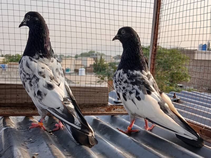 ferozpuri /  zeraa pair 3