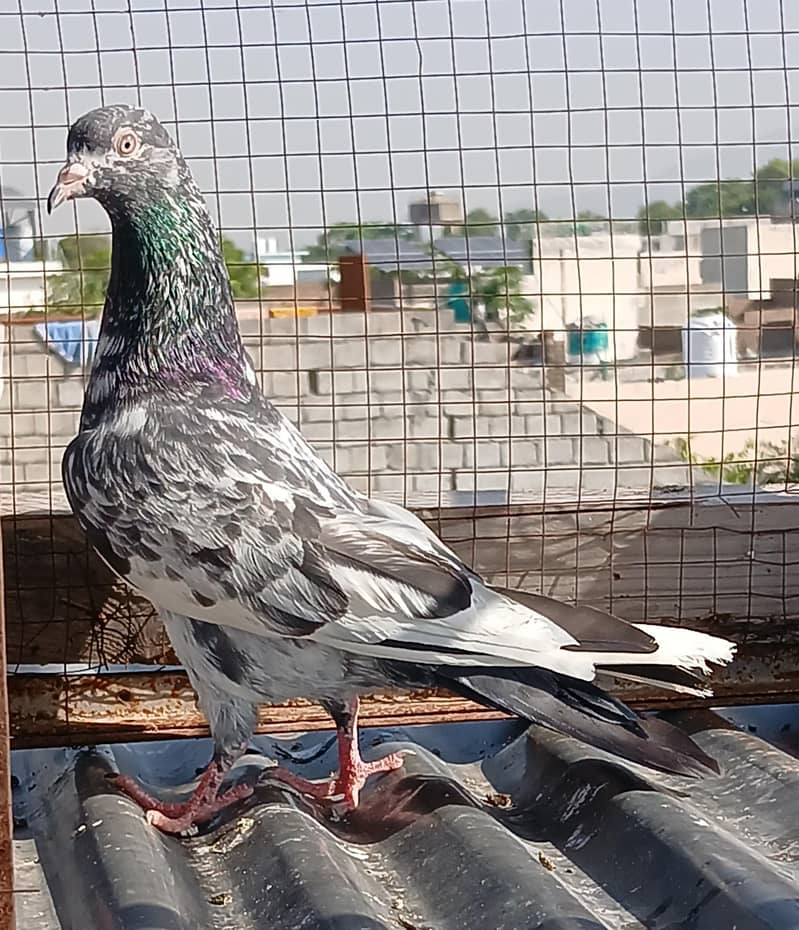ferozpuri /  zeraa pair 6