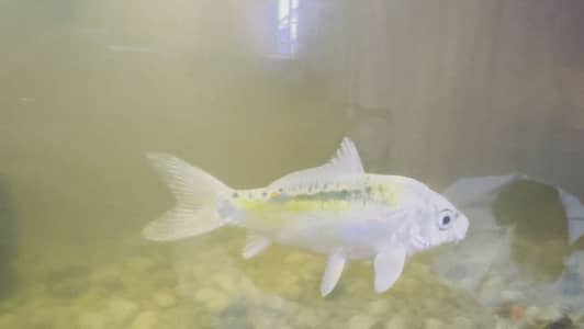 Koi fish 4 inch plus urgent sale