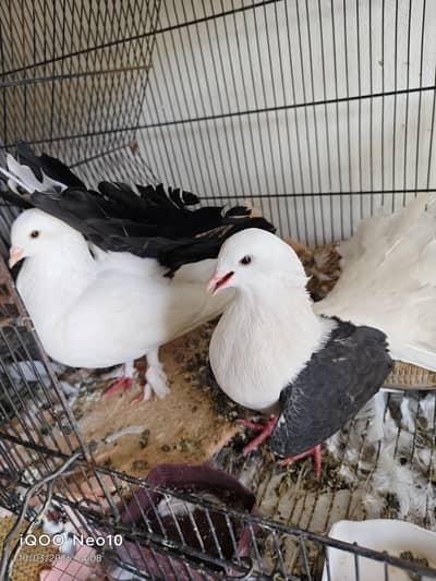 pegions  for sale  fantail