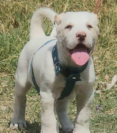 ​Top Quality King Kurdish Kangal Male - 2 Months Old