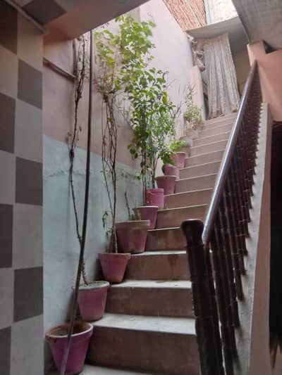 premium Qatar imported plants set (messive money plant & fruit trees)
