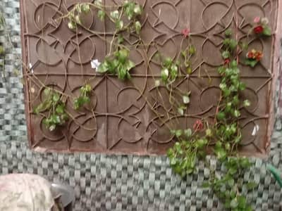 premium Qatar imported plants set (messive money plant & fruit trees)