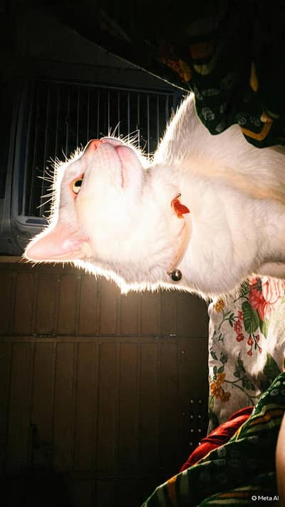 Persian white cat