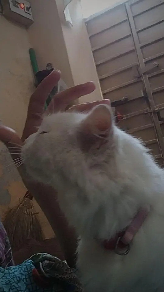 Persian white cat — photo 2