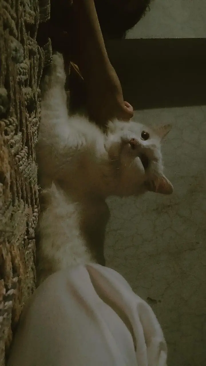 Persian white cat — photo 3