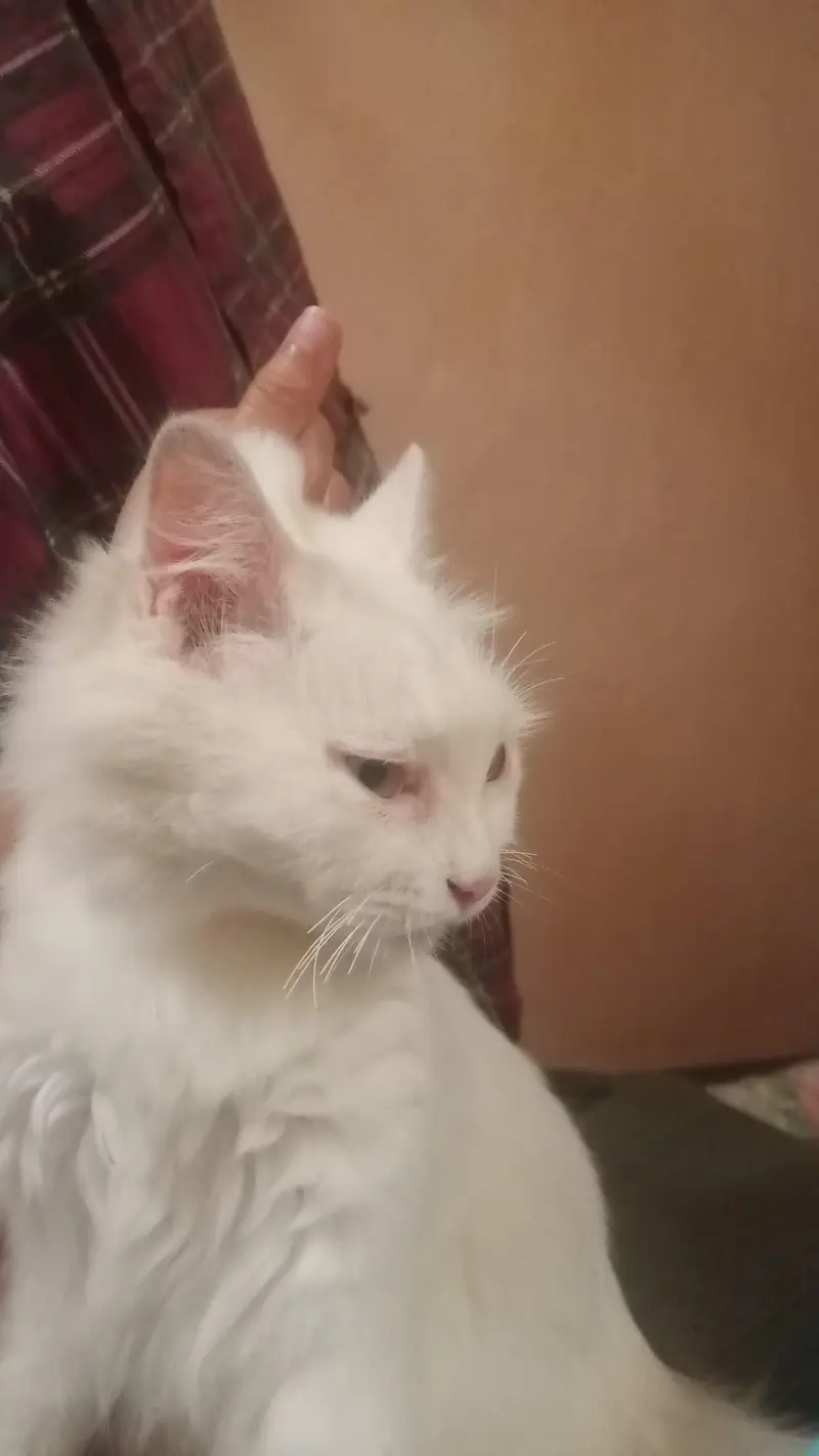 Persian white cat — photo 4