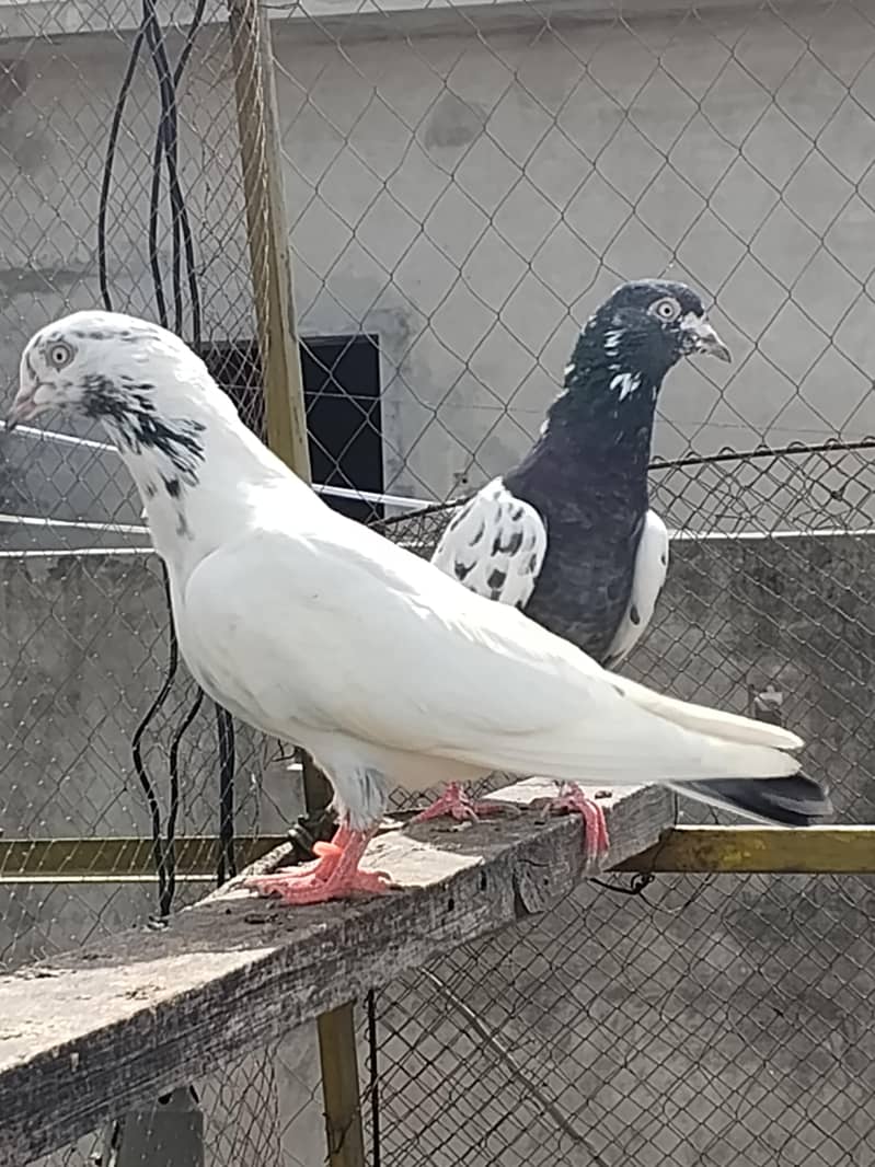 kabooter 0