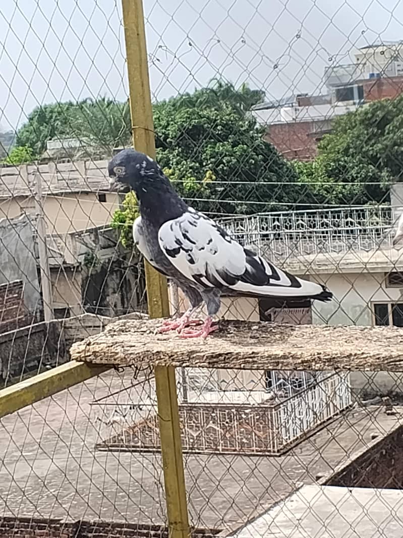 kabooter 1