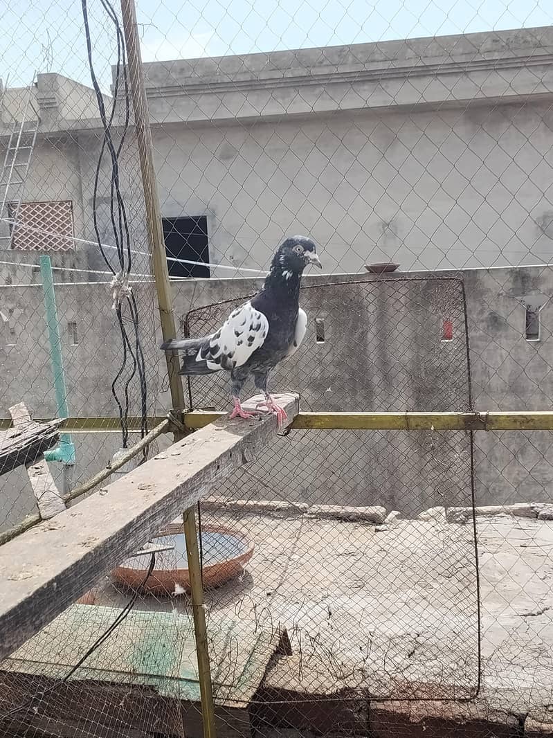 kabooter 3