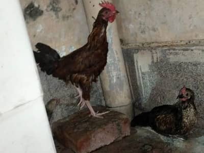 4 hens for sale