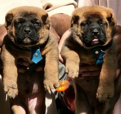 Kurdish kangal / security dog / king kurdish kangal puppies