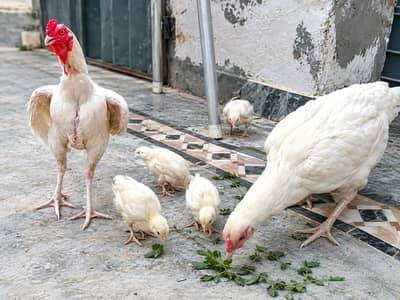 سفید اصیل دیسی مرغا فروخت کے لیے