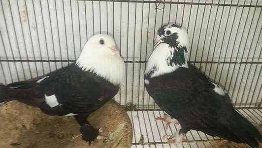 karbalai pair kabra pair jangla pair kaldumi female he