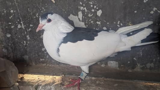 siyah chap for sale