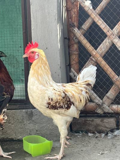 Desi Murga For sale | Rooster | Desi Hen | Murga |
