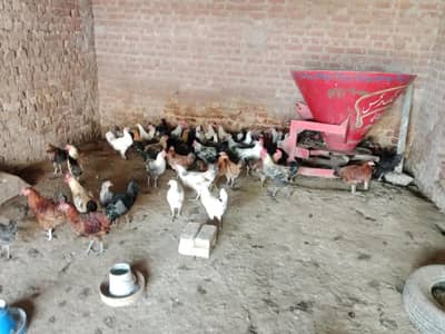 Eggs pa  Tiyar Murgiyaan
