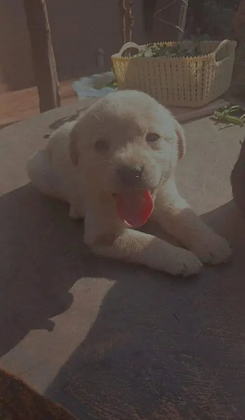 British labrador puppies available for sale — photo 2