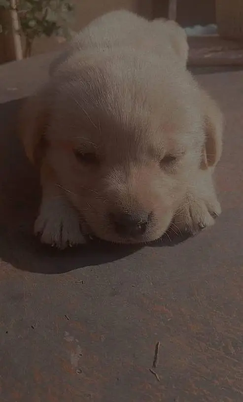 British labrador puppies available for sale — photo 3