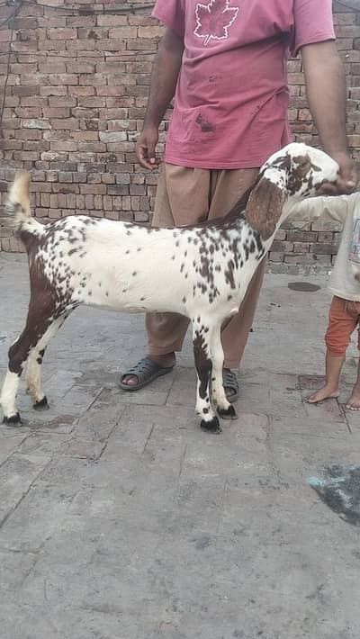 bakri urgent sale