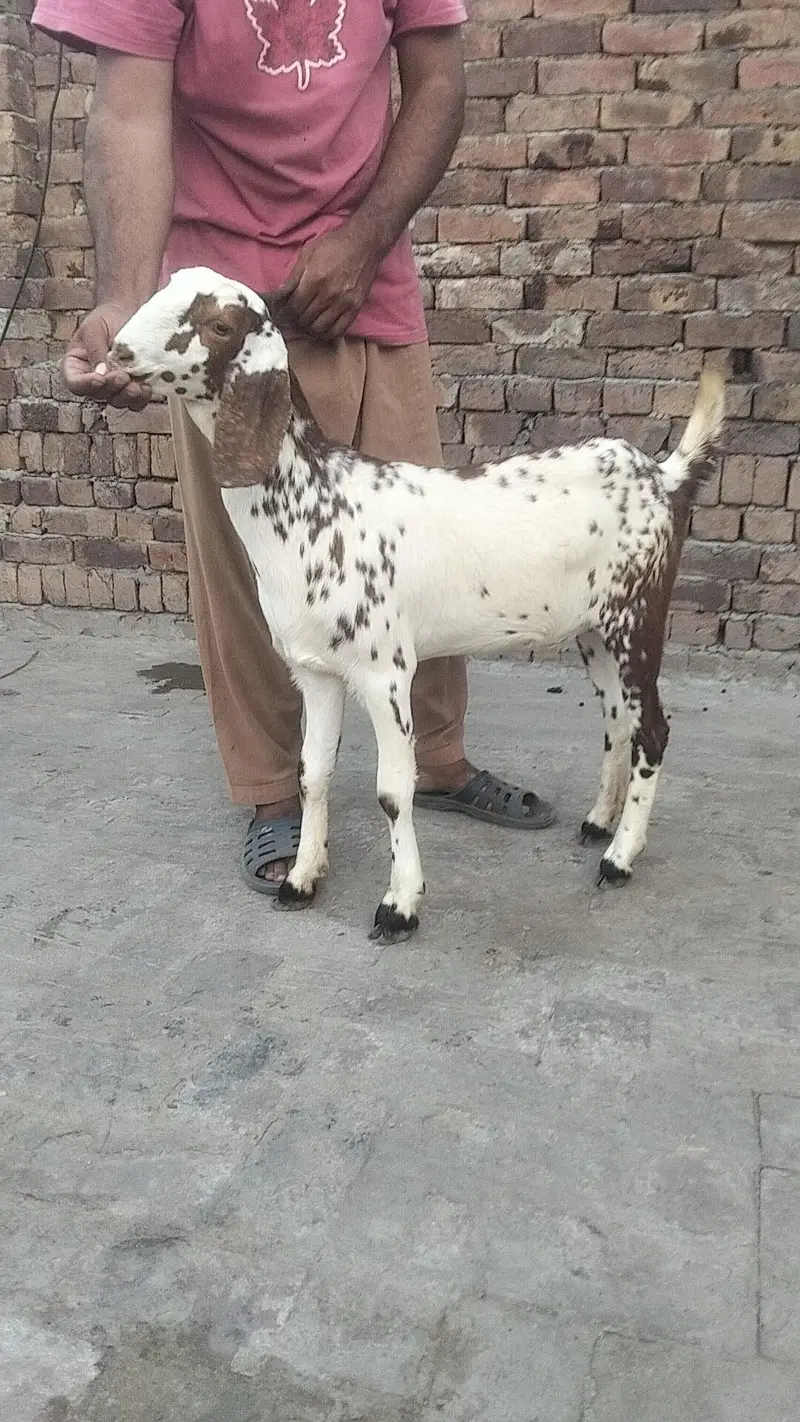 bakri urgent sale — photo 2