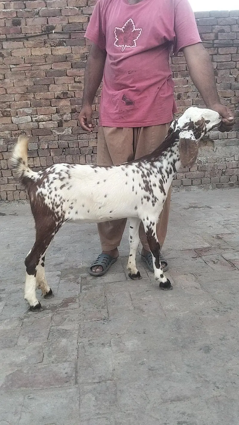 bakri urgent sale — photo 3