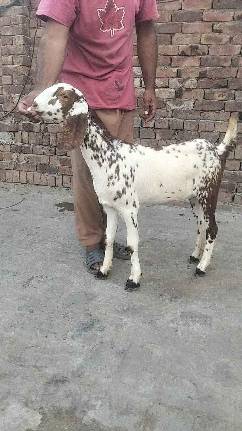 bakri urgent sale — photo 4